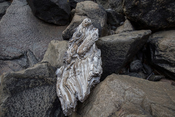 driftwood on rocks