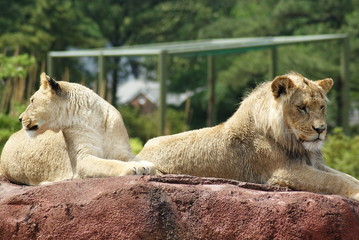 Fototapeta premium Lion