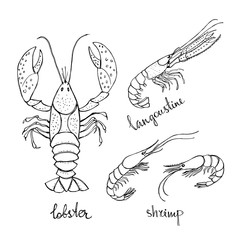 Langoustine, lobster, shrimp. Black line sketch collection of seafood isolated on white background. Doodle hand drawn fish and seafood icons. Vector illustration
