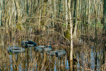 Household garbage in the woods. Car tire in the woods.