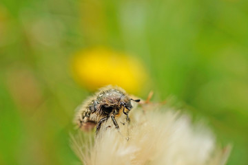 Nahansicht eines Trauer-Rosenkäfer