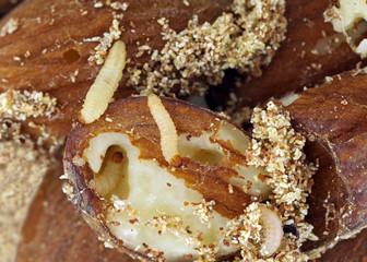 Caterpillars of indianmeal moth (Plodia interpunctella) damaging dried almonds