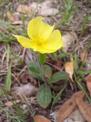 Small native wildflower called Carolina Frostweed