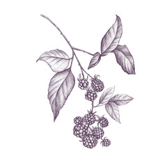 Blackberry berries on a twig with leaves on a white isolated background. Illustration in hand-drawn, realistic style, pencil sketch. Use in packaging cosmetics, sauces, juices, restaurant menus