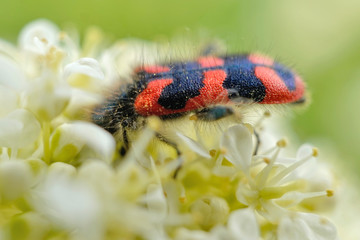 Nahansicht eines zottigen Bienenkäfers