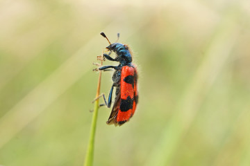Nahansicht eines zottigen Bienenkäfers