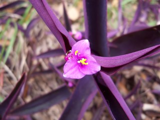 Close look at the tiny flower of a Spiderwort
