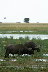 Naklejka na ściany i meble African buffaloes in swampy marshland in Kenya