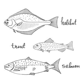 Halibut, trout, salmon. Black line sketch collection of fish isolated on white background. Doodle hand drawn fish and seafood icons. Vector illustration