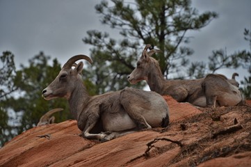 two ibex on a red rock in the usa