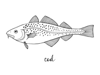 Cod. Seafood design elements. Seafood menu, poster, label etc. Hand drawn ink sketch illustration. Vector illustration