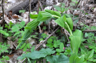 In the spring forest grows multifloral plant Polygonatum multiflorum