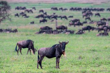 blue wildebeest (Gnu or Connochaetes taurinus) in the Serengeti national park, Tanzania