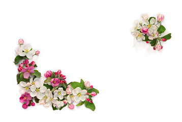 Frame of flowers apple tree, pink and white blossom on a white background with space for text. Top view, flat lay