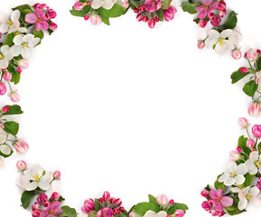 Frame of flowers apple tree, pink and white blossom on a white background with space for text. Top view, flat lay