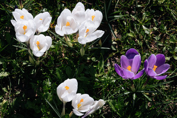 Bright purple and white flower of crocus with yellow middle in green grass. Close up Easter Spring first flowers in the park.