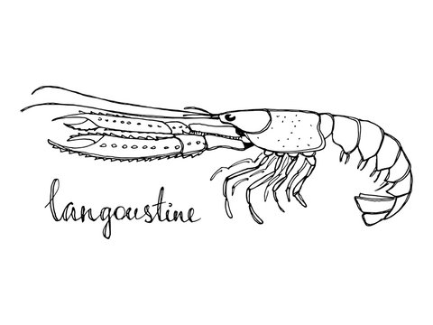 Langoustine. Seafood design elements. Seafood menu, poster, label etc. Hand drawn ink sketch illustration. Vector illustration