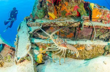 The underwater marine animals of Grand Cayman