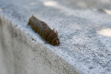 Oruga caminando en la pared