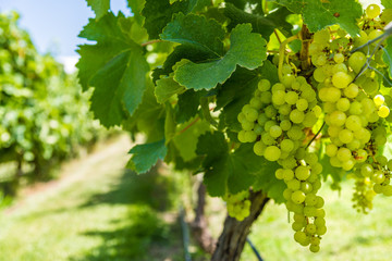 White grapes on a vine in a vineyard in Mendoza on a sunny day - obrazy, fototapety, plakaty