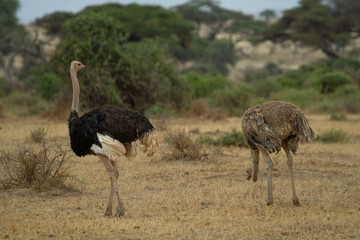 Male and Female Ostrich
