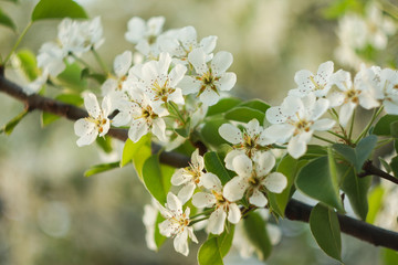 White flowers of a blossoming plum in the spring.