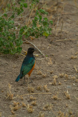 Superb Starling on the ground