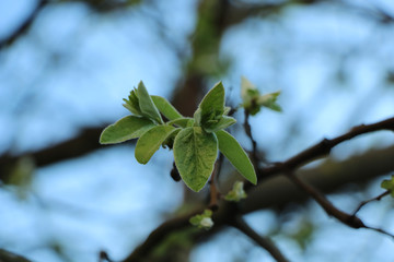 blumen