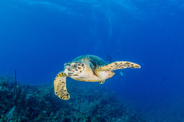 Obraz na płótnie Canvas The underwater marine animals of Grand Cayman