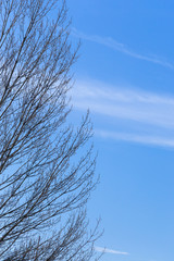 Bare tree branches with copy space for website design. Blue sky with tree branches on a sunny day in New Zagreb.