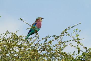 National Bird of Kenya