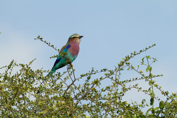 National Bird of Kenya