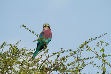 National Bird of Kenya