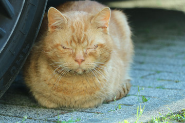 gelbe katze