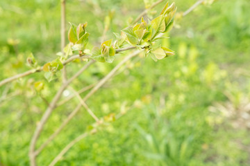 Spring photo of bushes with buds that began to bloom. Bushes in the park in spring. Plants in the spring. Leaf growth