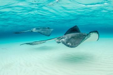 The underwater marine animals of Grand Cayman