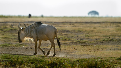 Wildebeest walking on dusty trail