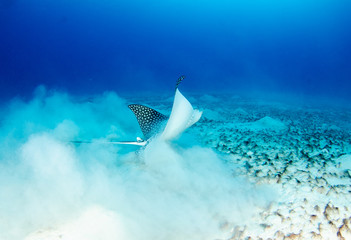 The underwater marine animals of Grand Cayman