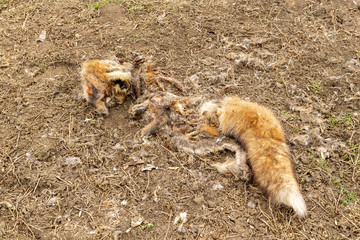 Rotting Remains of a dead red fox on the ground. Dead animal body in the field.