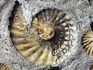 sea shell fossil © Helena Bilkova