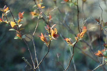 blumen