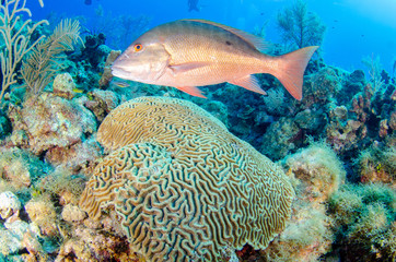 The underwater marine animals of Grand Cayman