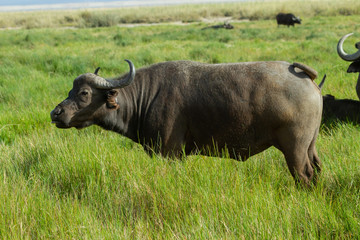 Herd of Cape Buffalo