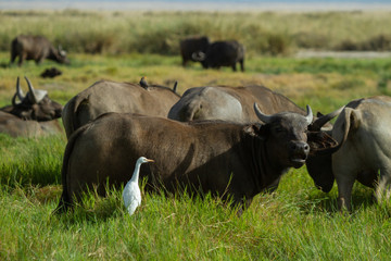 White bird hanging out with Cape Buffalo