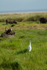 White bird hanging out with Cape Buffalo