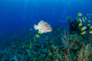 The underwater marine animals of Grand Cayman