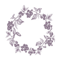  Round blackberry wreath on a twig with leaves on a white isolated background. Illustration in hand-drawn, realistic style, pencil sketch. Use in packaging cosmetics, sauces, juices, restaurant menus