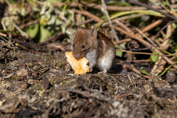 Eine Maus frisst an einem Stück Fleisch