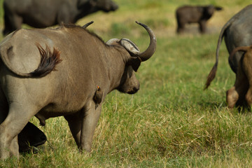 Herd of Cape Buffalo