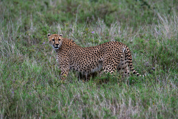 Cheeta in Serengeti National Park
